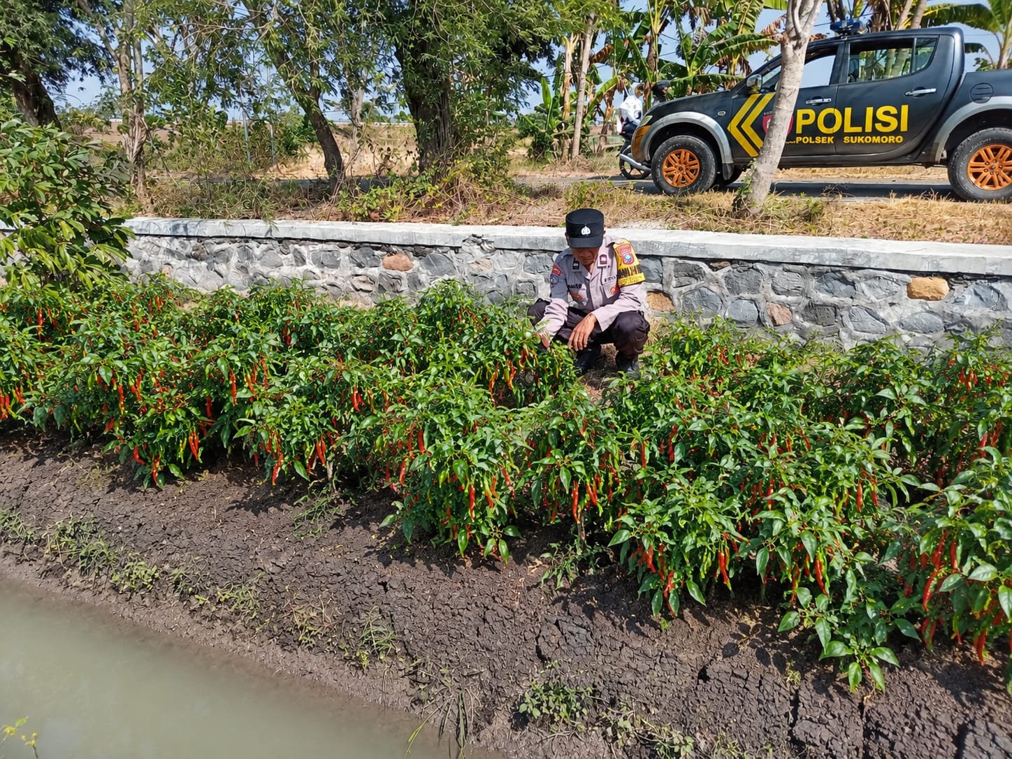 Pantau Cabai Merah Siap Panen, Bhabinkamtibmas Polsek Sukomoro Dukung Ketahanan Pangan Warga