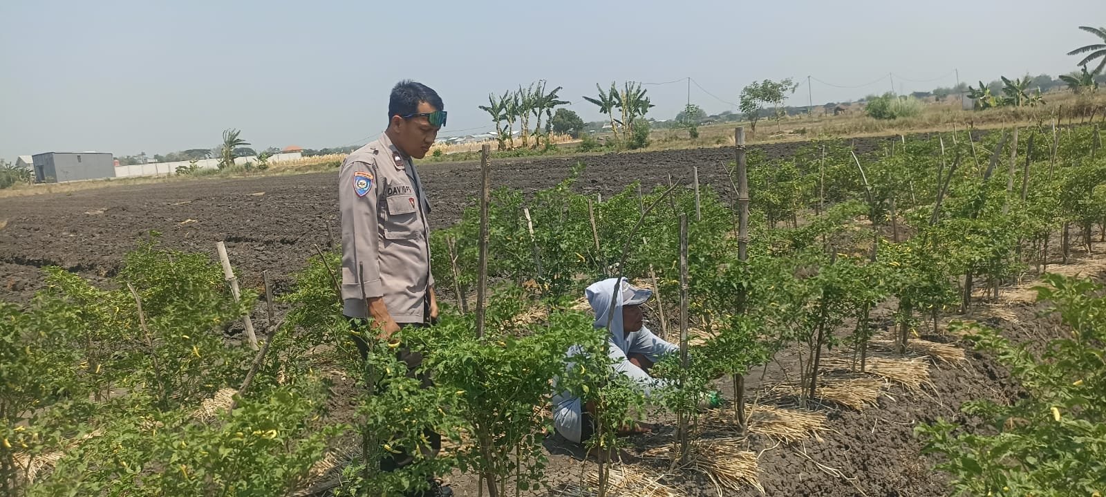 Judul: Panas Menyengat, Petani Cabai Bertahan: Dialog Kamtibmas Bhabinkamtibmas Kapas