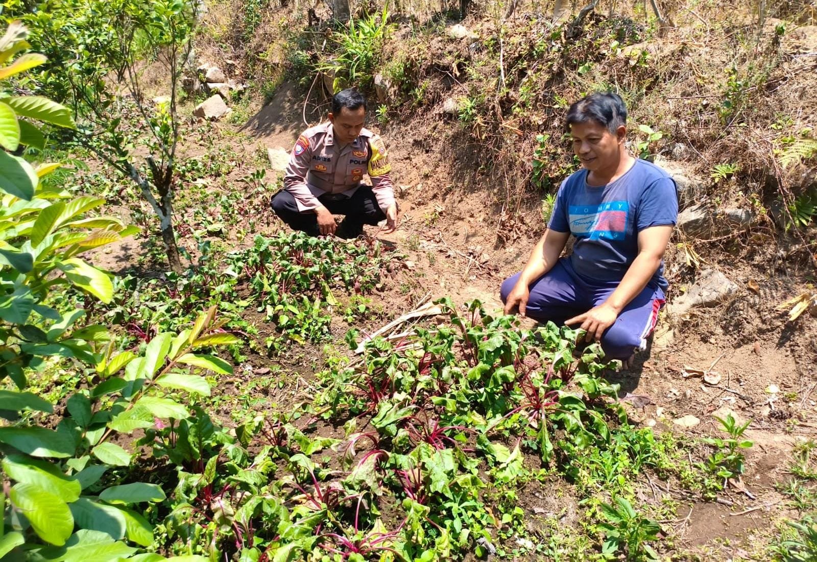 Sawi Batang Merah, Temuan Unik Bhabinkamtibmas Patranrejo di Tengah Lahan Petani