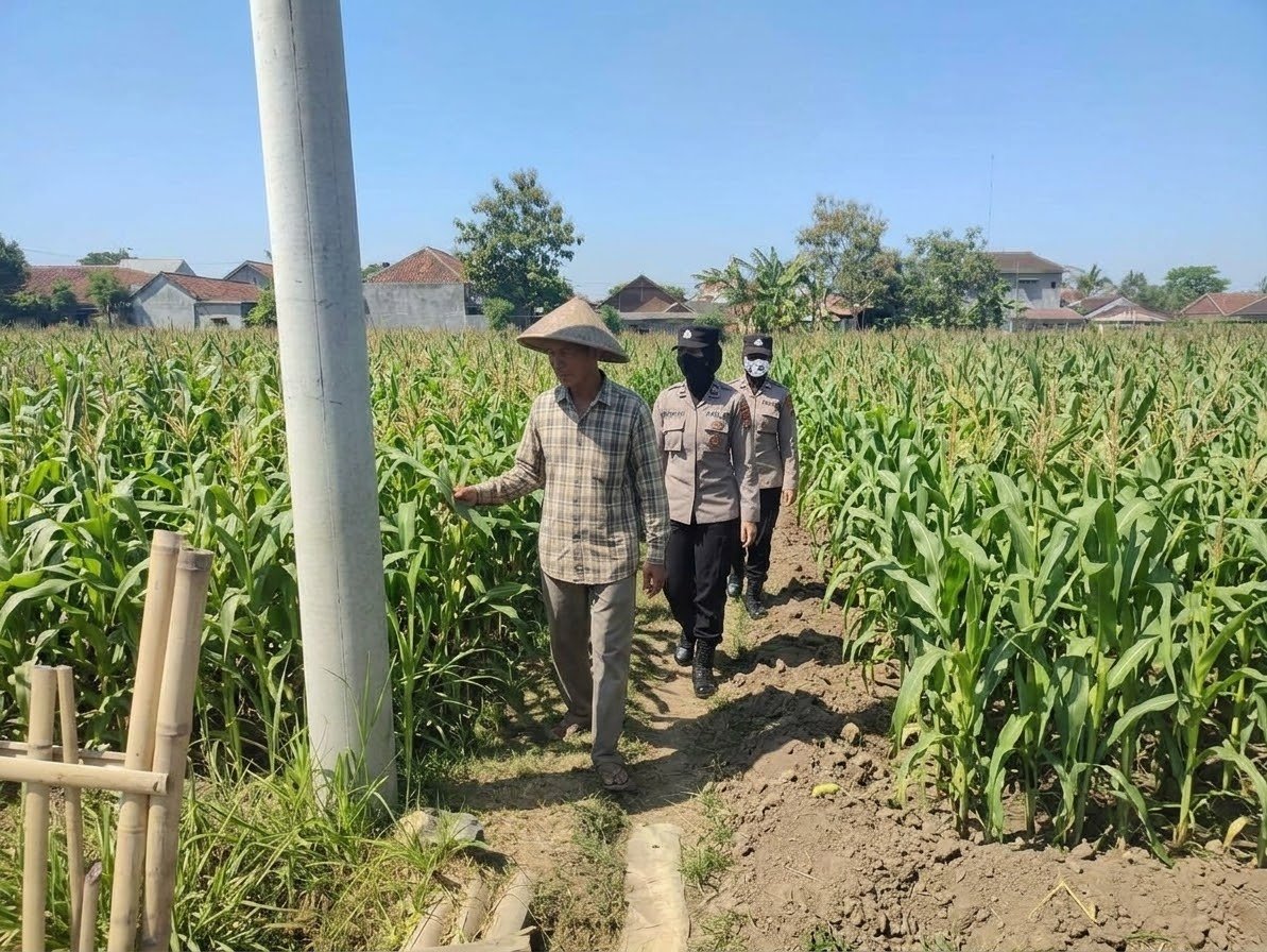 Sinergi Polwan dan Petani, Polsek Kertosono Dampingi Pemantauan Tanaman Jagung