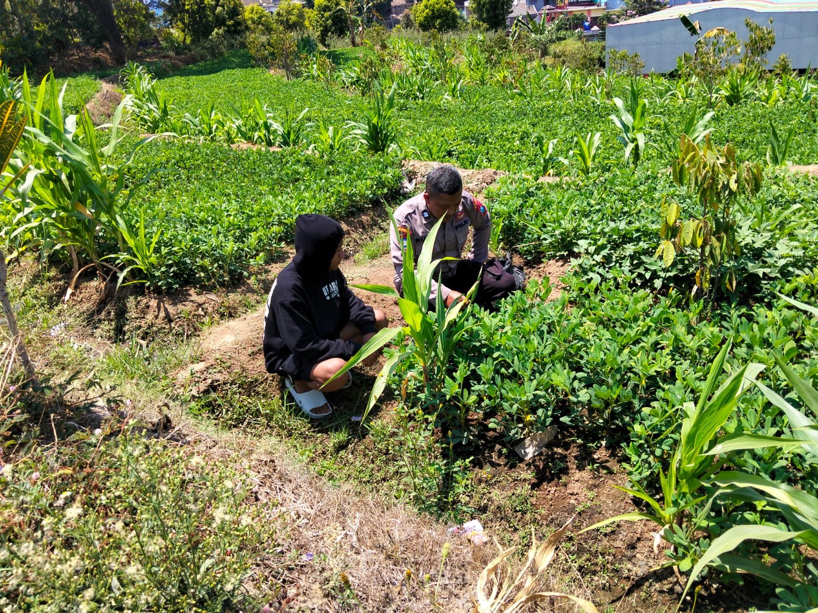 Kacang Tanah Subur di Lahan Luas, Bhabinkamtibmas Duren Dampingi Petani Beragam Komoditas