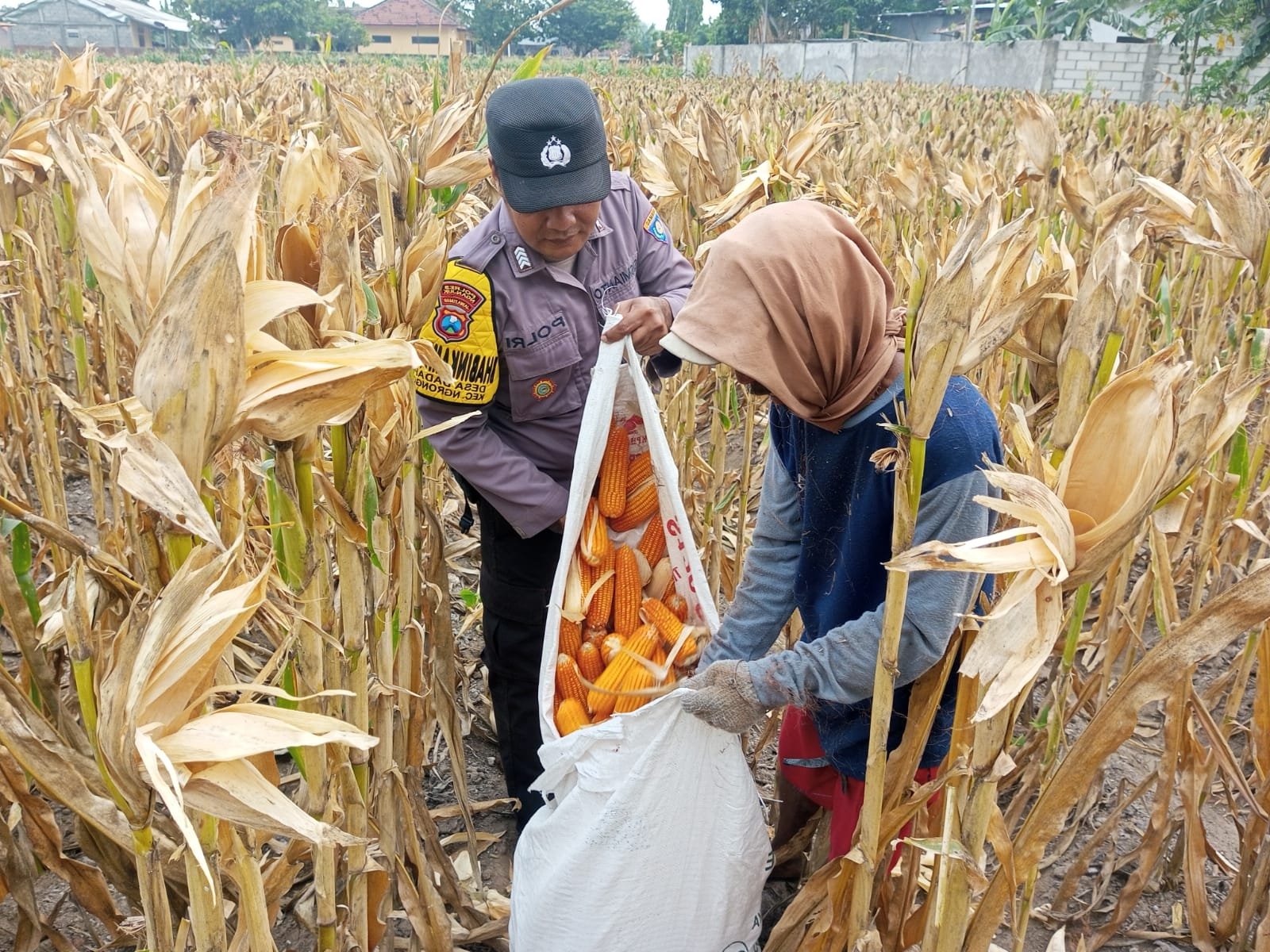 Panen Jagung Melimpah, Bhabinkamtibmas Desa Dadapan Perkuat Sinergi dengan Petani Dukung Ketahanan Pangan