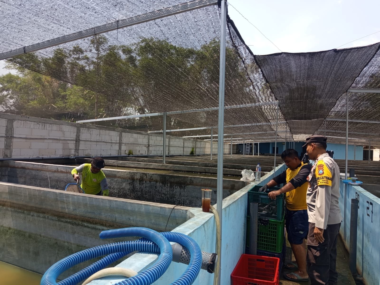 Dukung Ketahanan Pangan Nasional, Bhabinkamtibmas Desa Jekek Sambangi Peternak Ikan Gurami