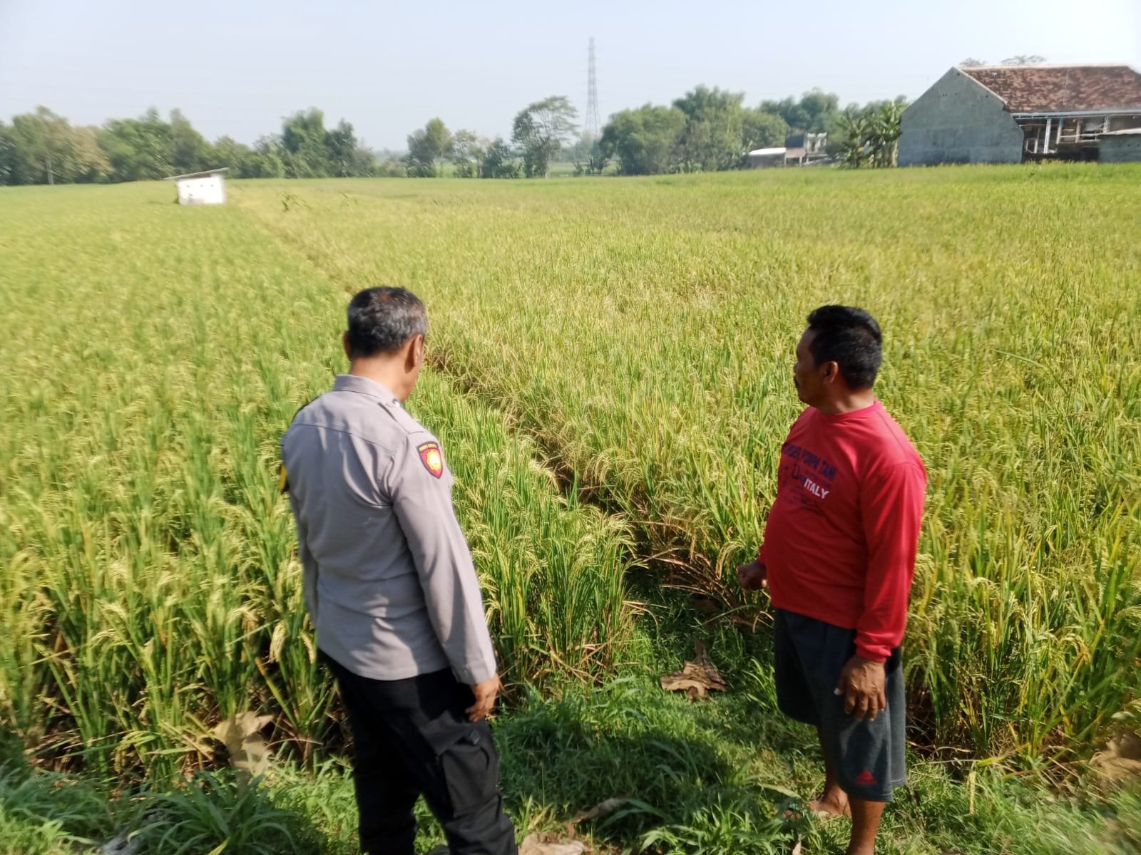 Perkuat Ketahanan Pangan Nasional, Bhabinkamtibmas Desa Sendangbumen Jalin Dialog dengan Petani