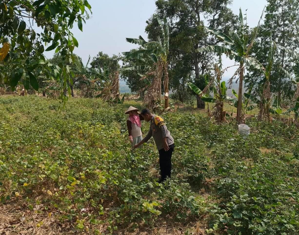Wujudkan Ketahanan Pangan, Bhabinkamtibmas Oro-Oro Ombo Turun Langsung Bantu Petani