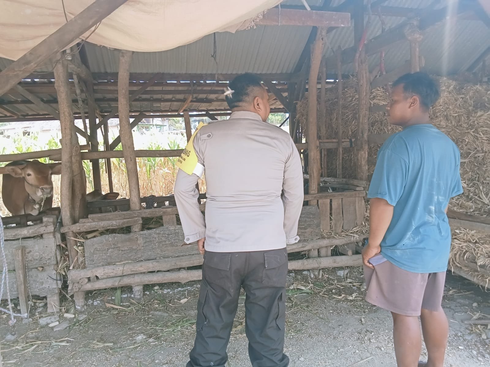 Dukung Ketahanan Pangan Nasional, Bhabinkamtibmas Desa Lengkong Lor Pantau Pemanfaatan Pekarangan Pangan Bergizi untuk Peternakan Sapi