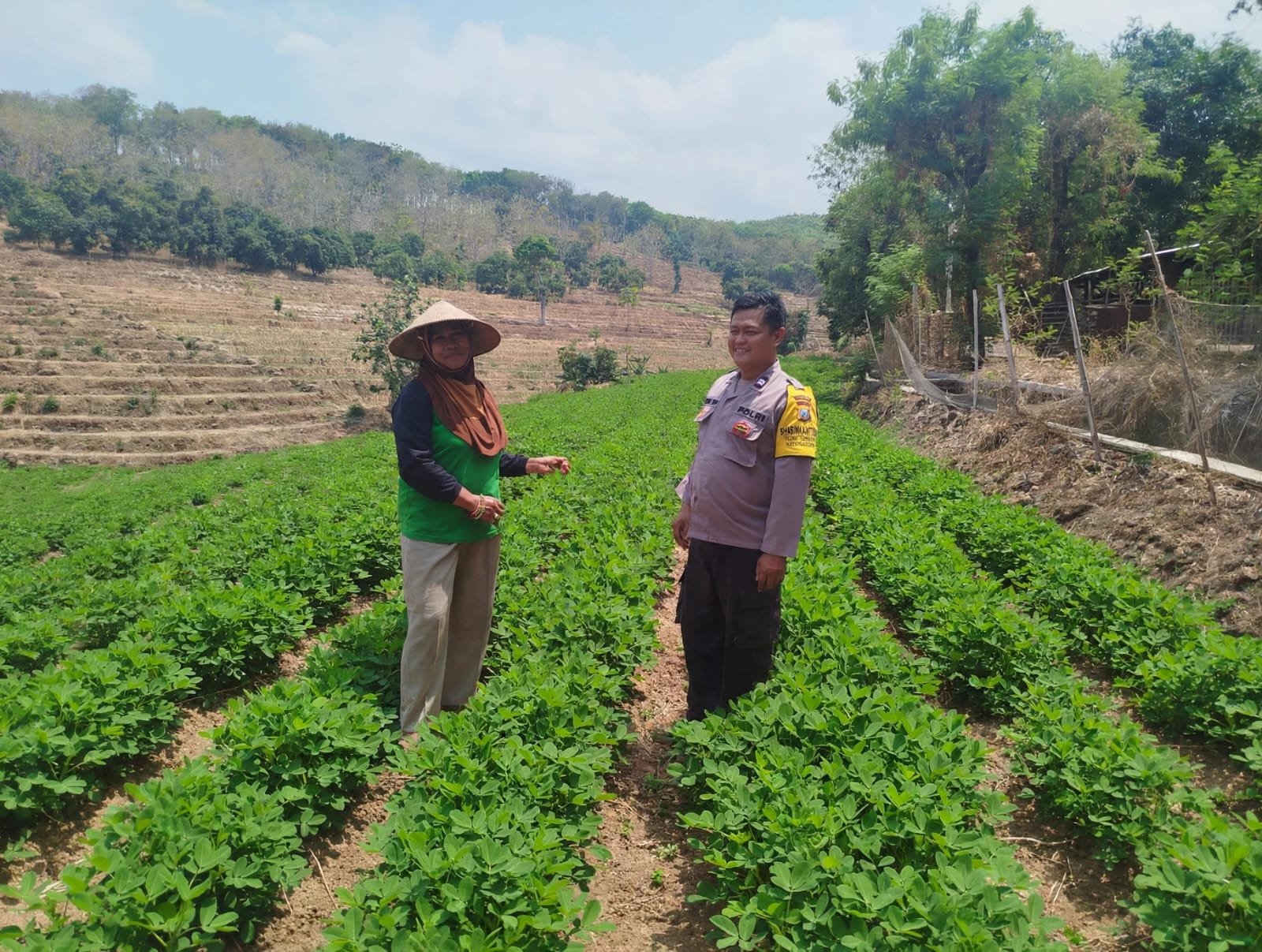 Dukung Ketahanan Pangan, Bhabinkamtibmas Desa Genjeng Sambangi Petani Kacang Tanah
