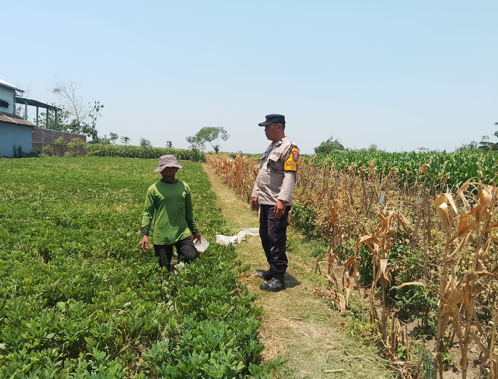 HADIR DI TENGAH PETANI, BHABINKAMTIBMAS DESA JETIS PERKUAT KEAMANAN DAN DUKUNGAN SEKTOR PERTANIAN