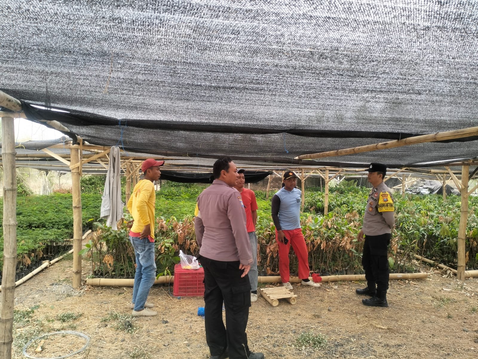 BHABINKAMTIBMAS DESA NGADIBOYO DORONG KETAHANAN PANGAN MELALUI PEMBIBITAN MANGGA BERKUALITAS