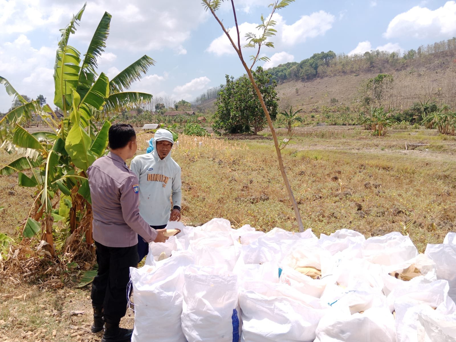 DUKUNG KETAHANAN PANGAN NASIONAL, POLSEK NGLUYU PANTAU PENINGKATAN HASIL PANEN JAGUNG WARGA